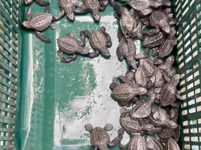 A Turtley Amazing Time: Releasing Baby Sea Turtles with Cecropia&nbsp;Travel