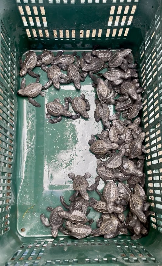 A Turtley Amazing Time: Releasing Baby Sea Turtles with Cecropia&nbsp;Travel