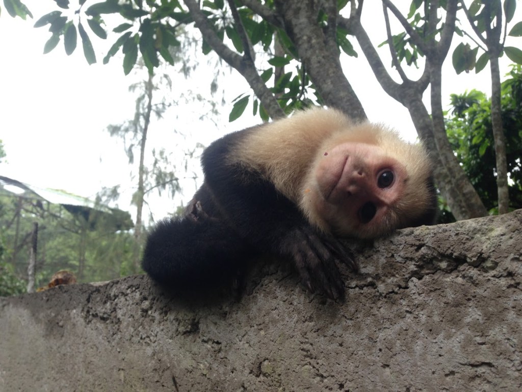 Monkeys of Costa Rica – Part&nbsp;2