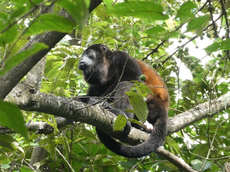 Monkeys of Costa Rica – Part&nbsp;1